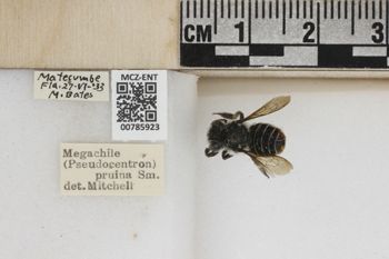 Media type: image;   Entomology 785923 Aspect: Labels